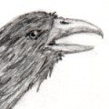 thumbnail of Matthew the raven