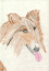 collie