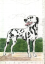 dalmatian