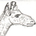 A giraffe in a Star Trek sciences uniform for Reginagiraffe